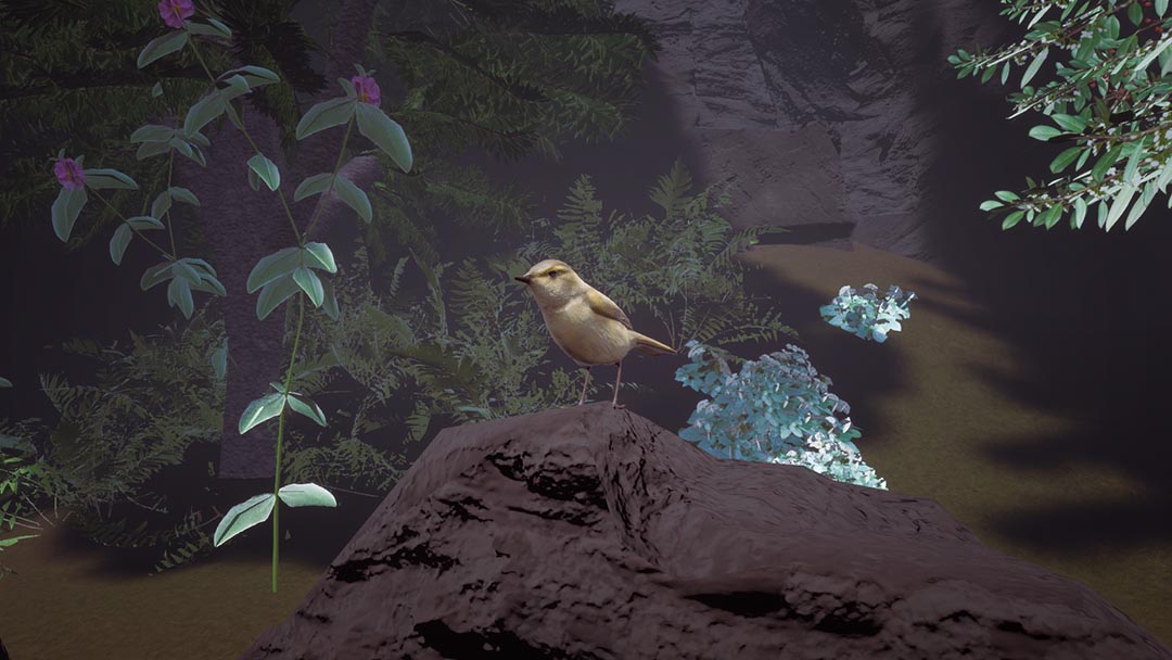 Tawayro experiencia virtual especie endemica canarias